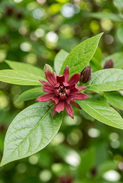 Calycanthus floridus laevigatus meerstammig / struik bloem