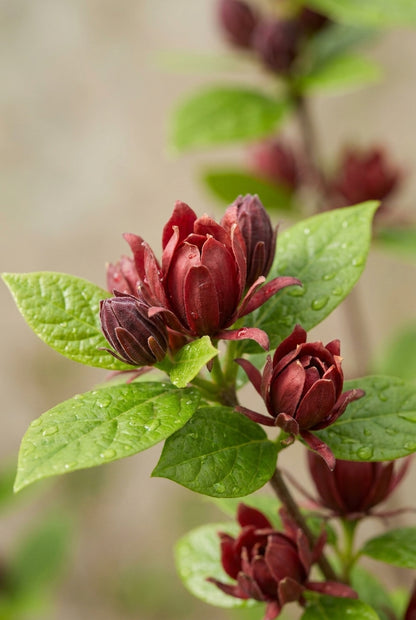 Calycanthus floridus laevigatus meerstammig / struik bloem