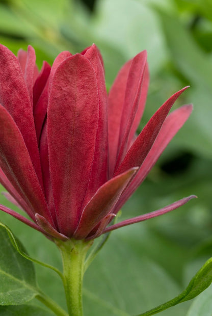 Calycanthus occidentalis Tuinplanten bloem