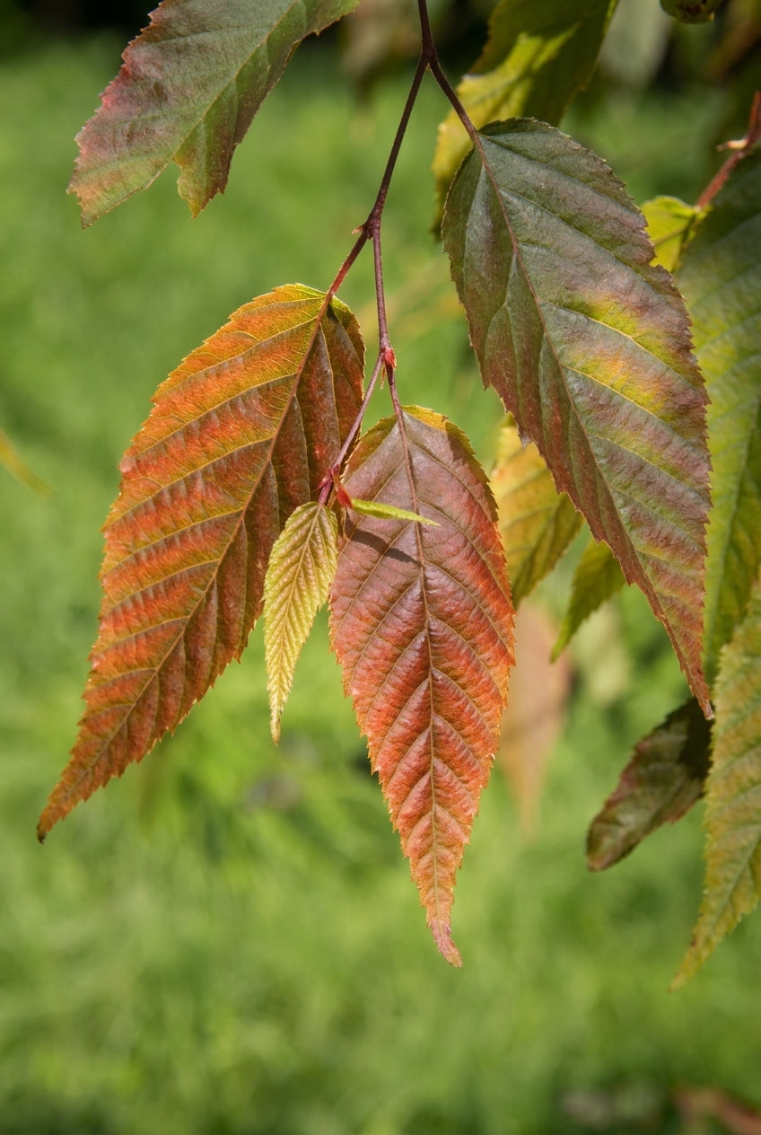 Carpinus polyneura Tuinplanten blad