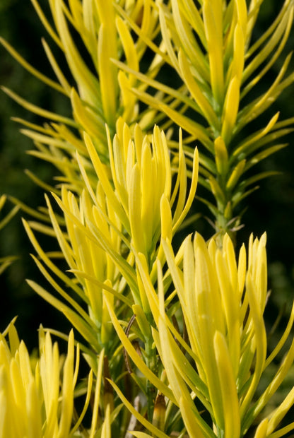 Cephalotaxus harringtonii 'Korean Gold' naald
