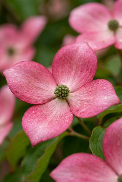 Cornus florida 'Rutnut' bloem