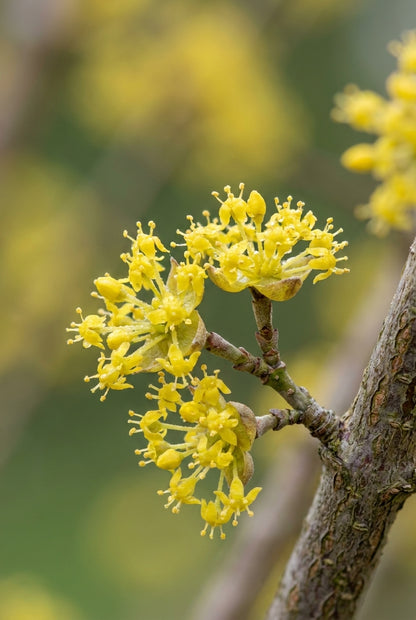 Cornus mas 'Yellow' Tuinplanten bloem
