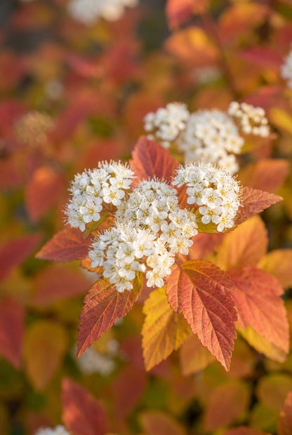 Cornus sanguinea 'Winter Beauty' Tuinplanten bloem