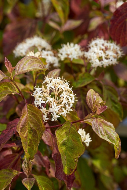 Cornus sanguinea 'Winter Beauty' Tuinplanten blad