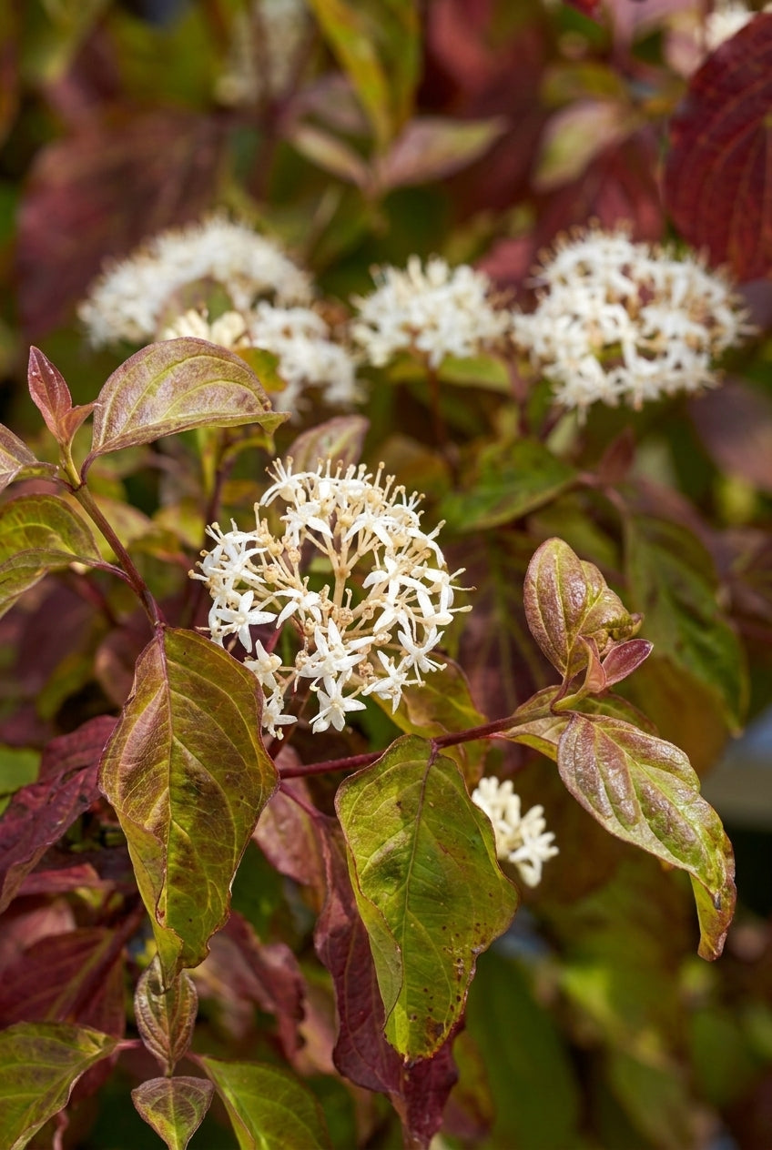 Cornus sanguinea 'Winter Beauty' haagplant blad