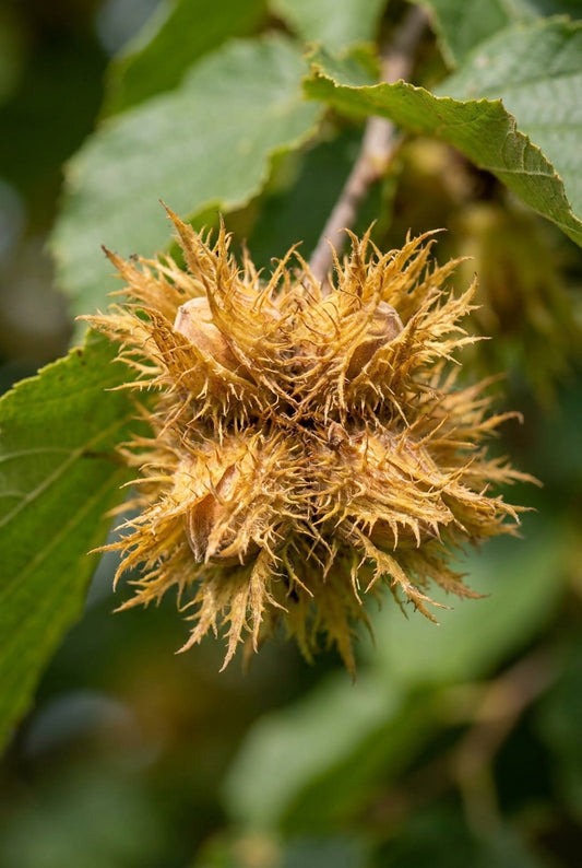 Corylus colurna 'Select' op stam bolster