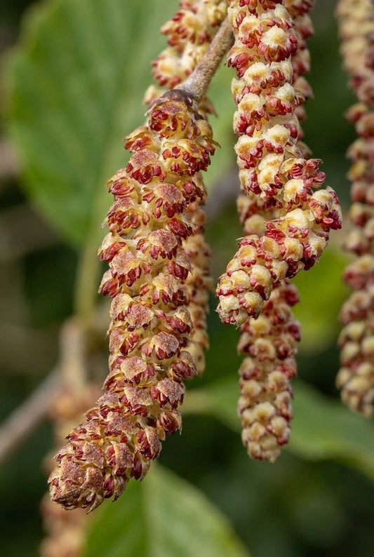 Corylus jacquemontii op stam katjes