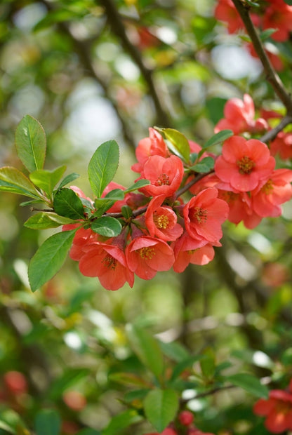 Cydonia oblonga 'Leskovacka' Tuinplanten bloem