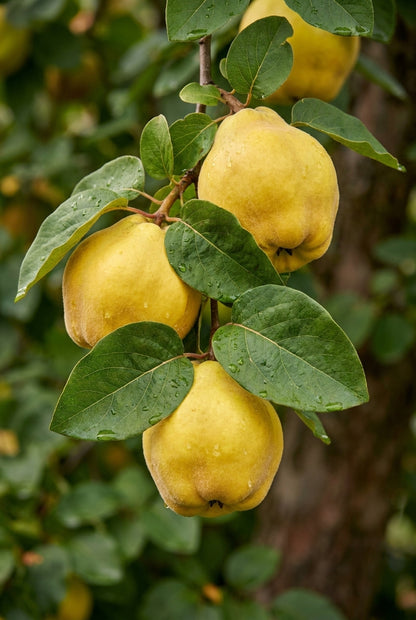 Cydonia oblonga 'Ludovic' meerstammig / struik blad