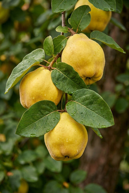 Cydonia oblonga 'Ludovic' Tuinplanten blad