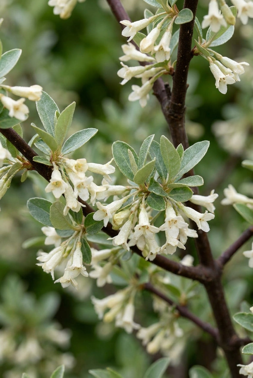 Elaeagnus multiflora Tuinplanten bloem