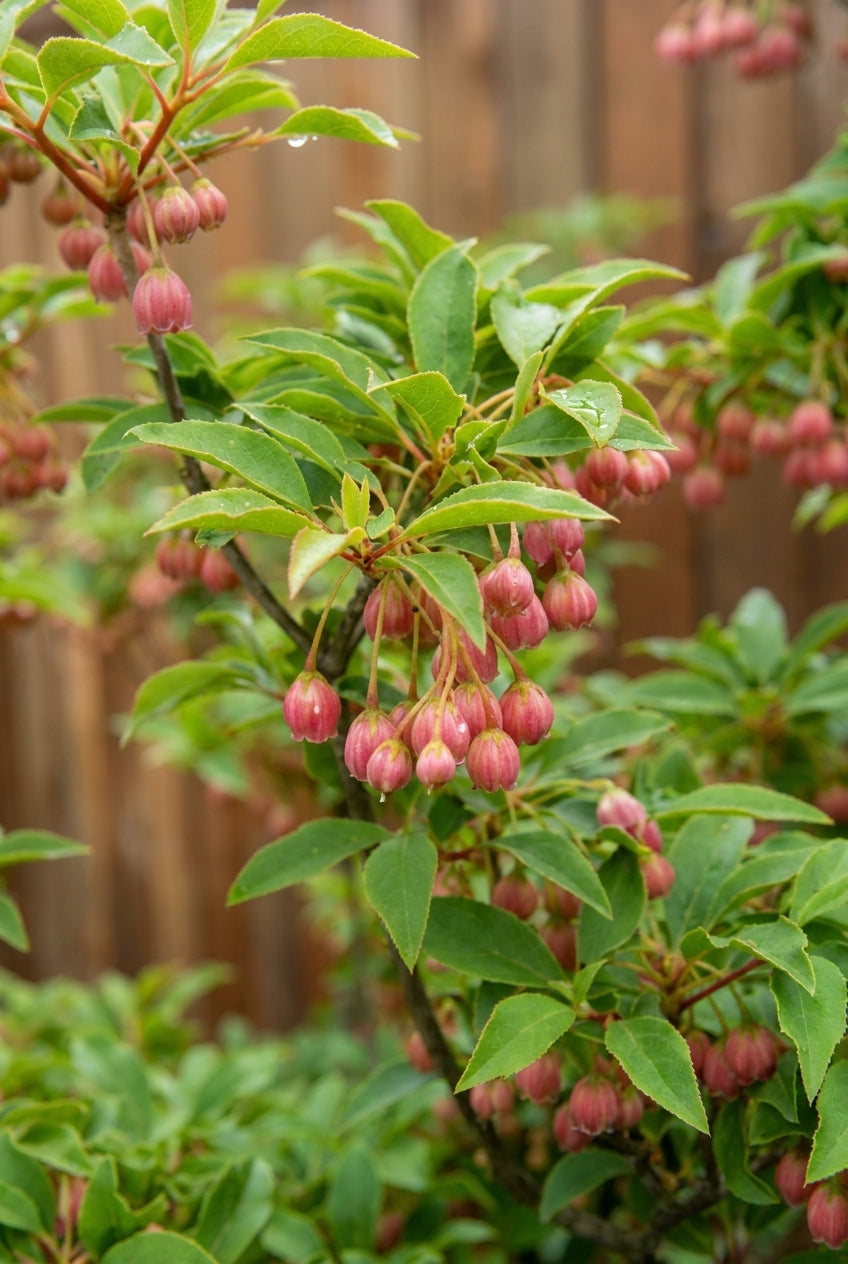 Enkianthus campanulatus 'Red Bells' Tuinplanten blad