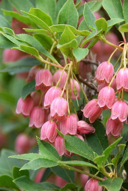 Enkianthus campanulatus 'Red Bells' Tuinplanten bloem