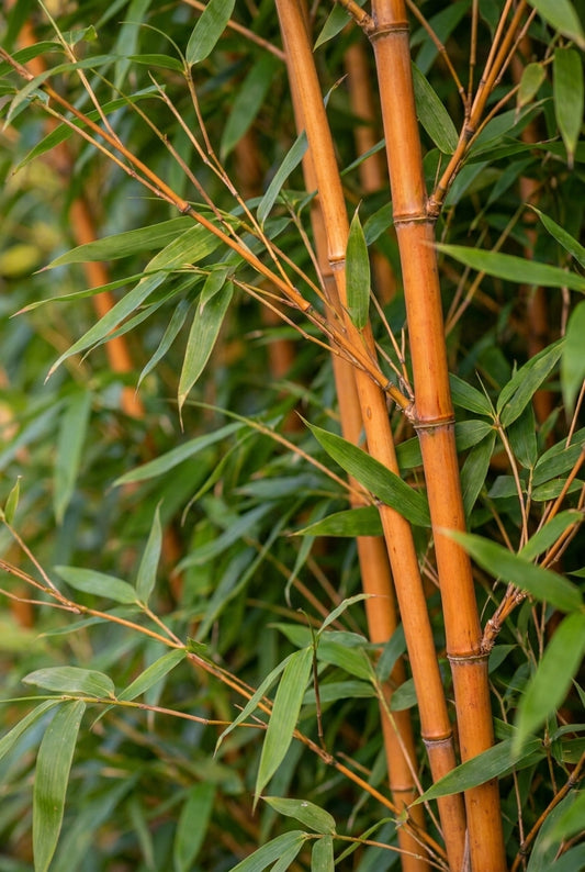Fargesia 'Jiuzhaigou 1' Tuinplanten twijg