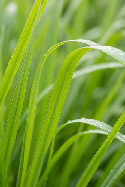 Fargesia 'Jiuzhaigou 1' haagplant blad
