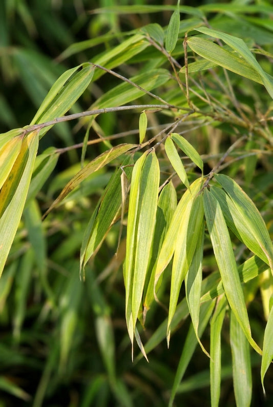 Fargesia rufa solitair blad