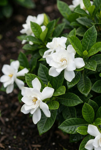 Gardenia jasminoides 'Kleim's Hardy' meerstammig / struik blad