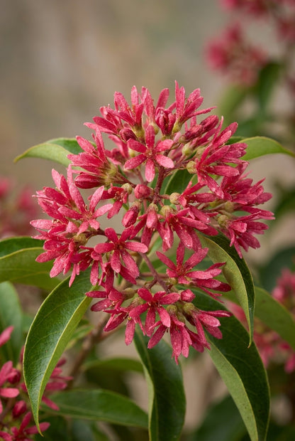 Heptacodium miconioides 'SMNHMRF' bloem