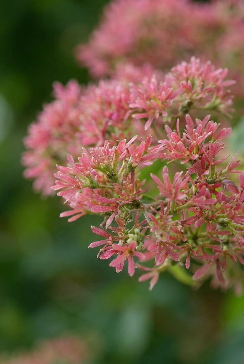 Heptacodium miconioides 'SMNHMRF' bloem