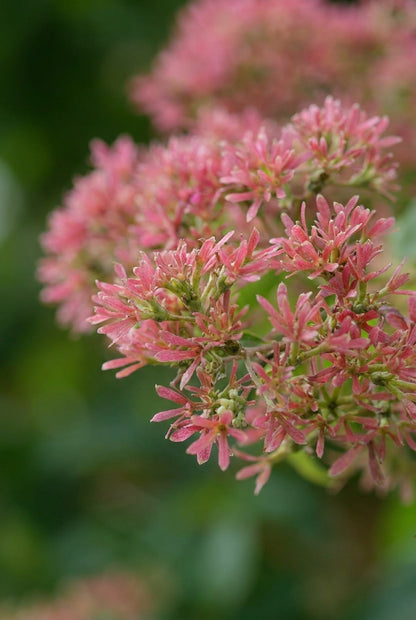 Heptacodium miconioides 'SMNHMRF' Tuinplanten bloem