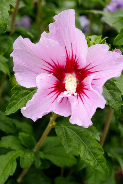 Hibiscus syriacus haagplant bloem