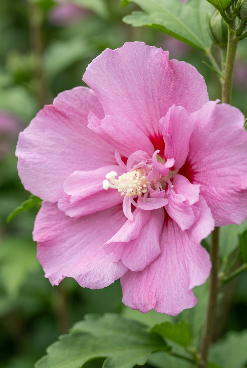 Hibiscus syriacus 'Jwnwood4' meerstammig / struik bloem