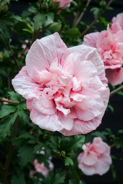 Hibiscus syriacus 'Jwnwood4' meerstammig / struik bloem