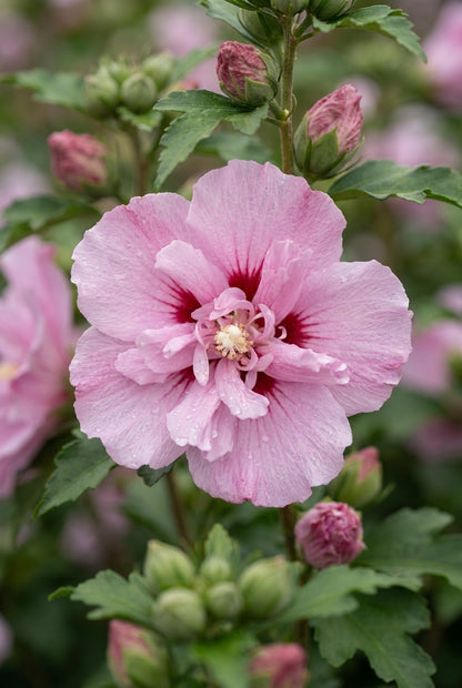 Hibiscus syriacus 'Leopoldii' meerstammig / struik bloem