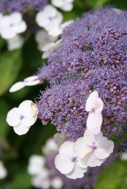 Hydrangea aspera 'Giel' meerstammig / struik bloem
