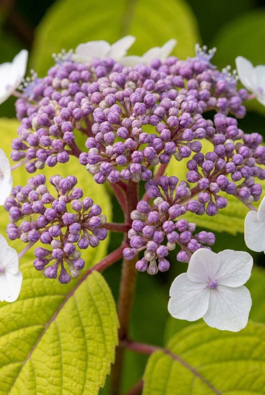 Hydrangea aspera 'Giel' meerstammig / struik bloem