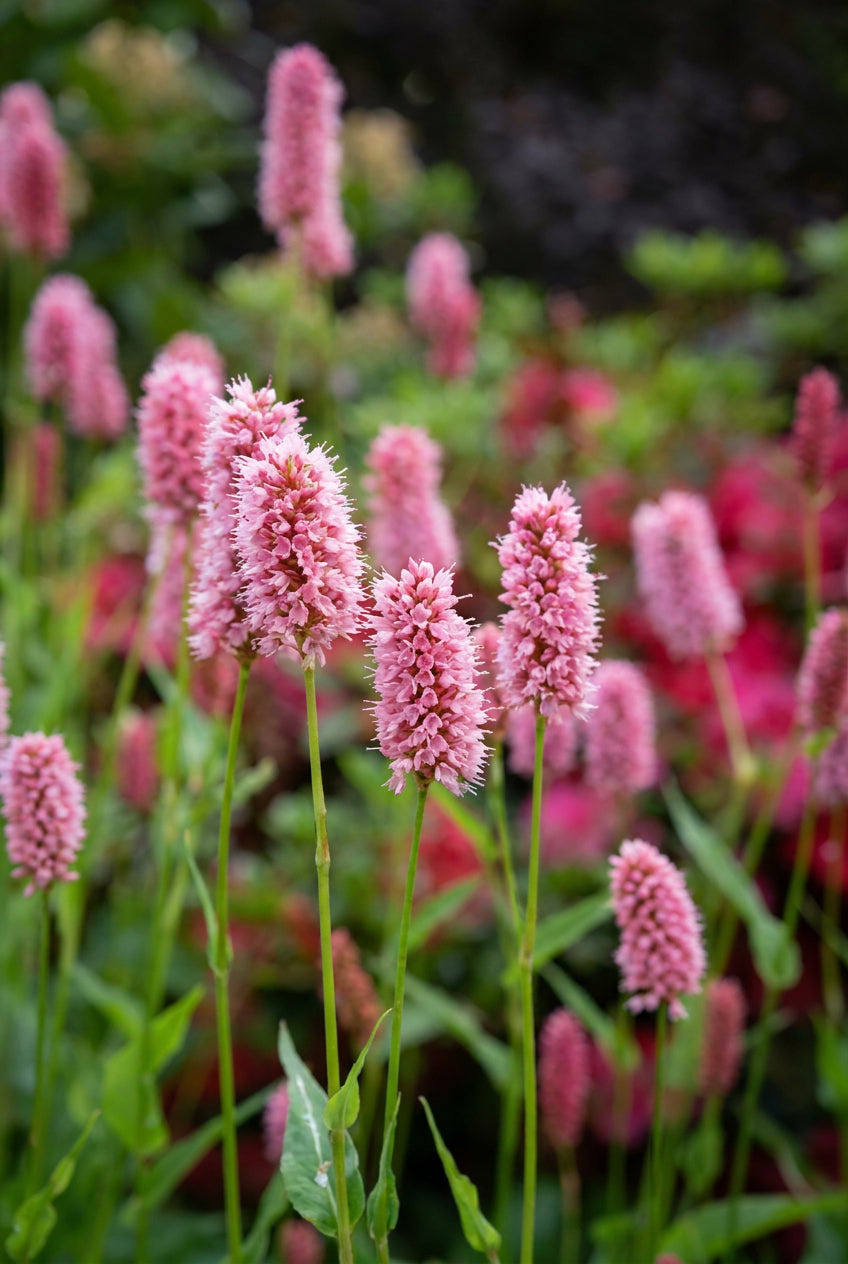 Persicaria bistorta carnea bloem