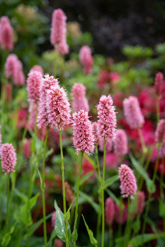 Persicaria bistorta carnea bloem