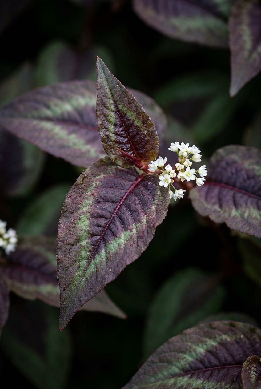 Persicaria microcephala 'Silver Dragon' blad