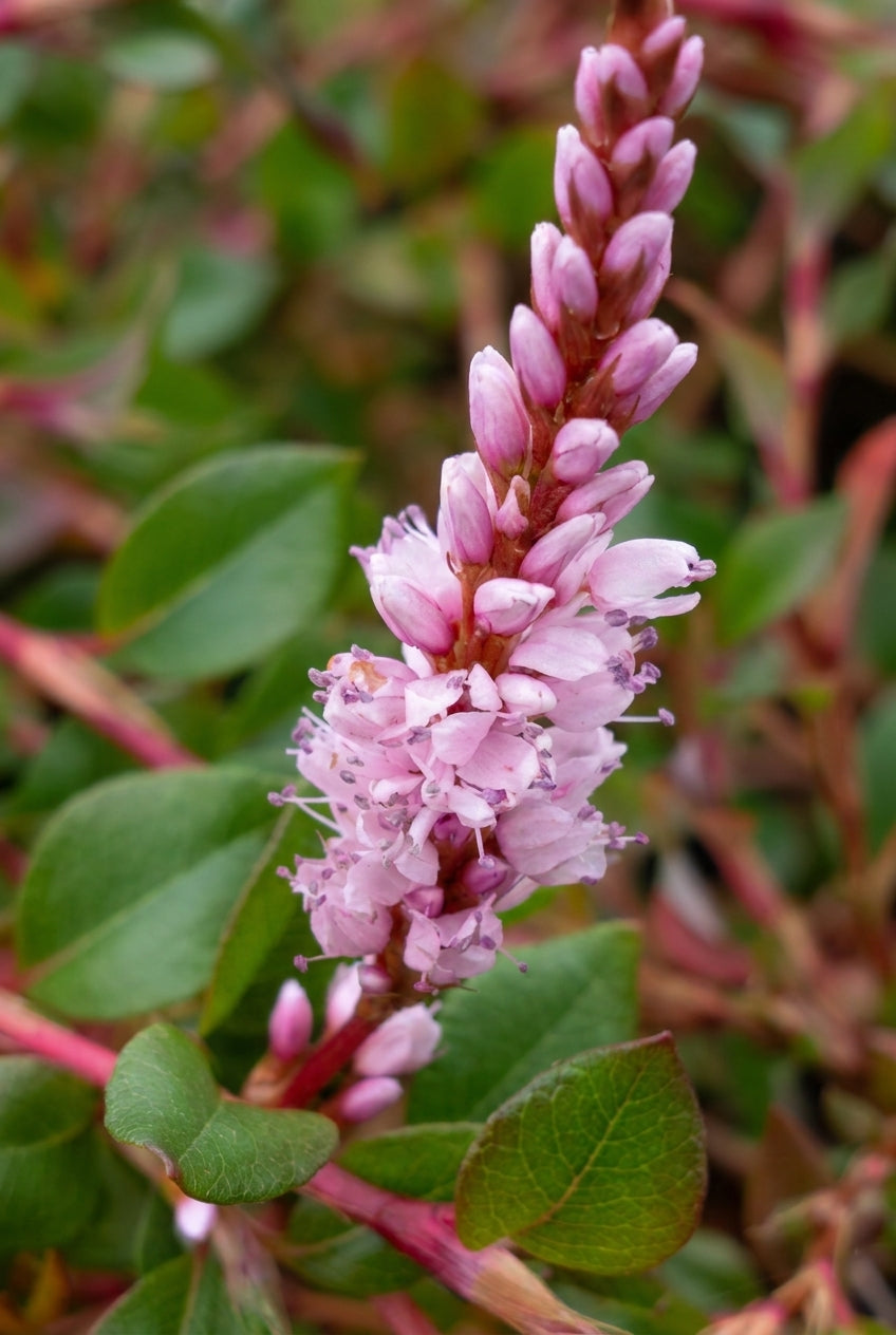 Persicaria vacciniifolia bloem