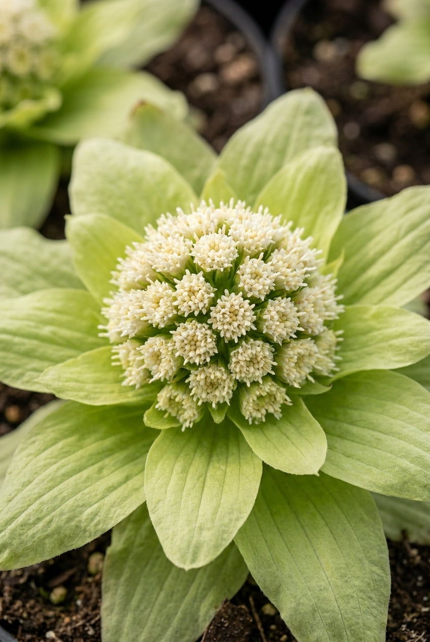 Petasites japonicus 'Giganteus' bloem
