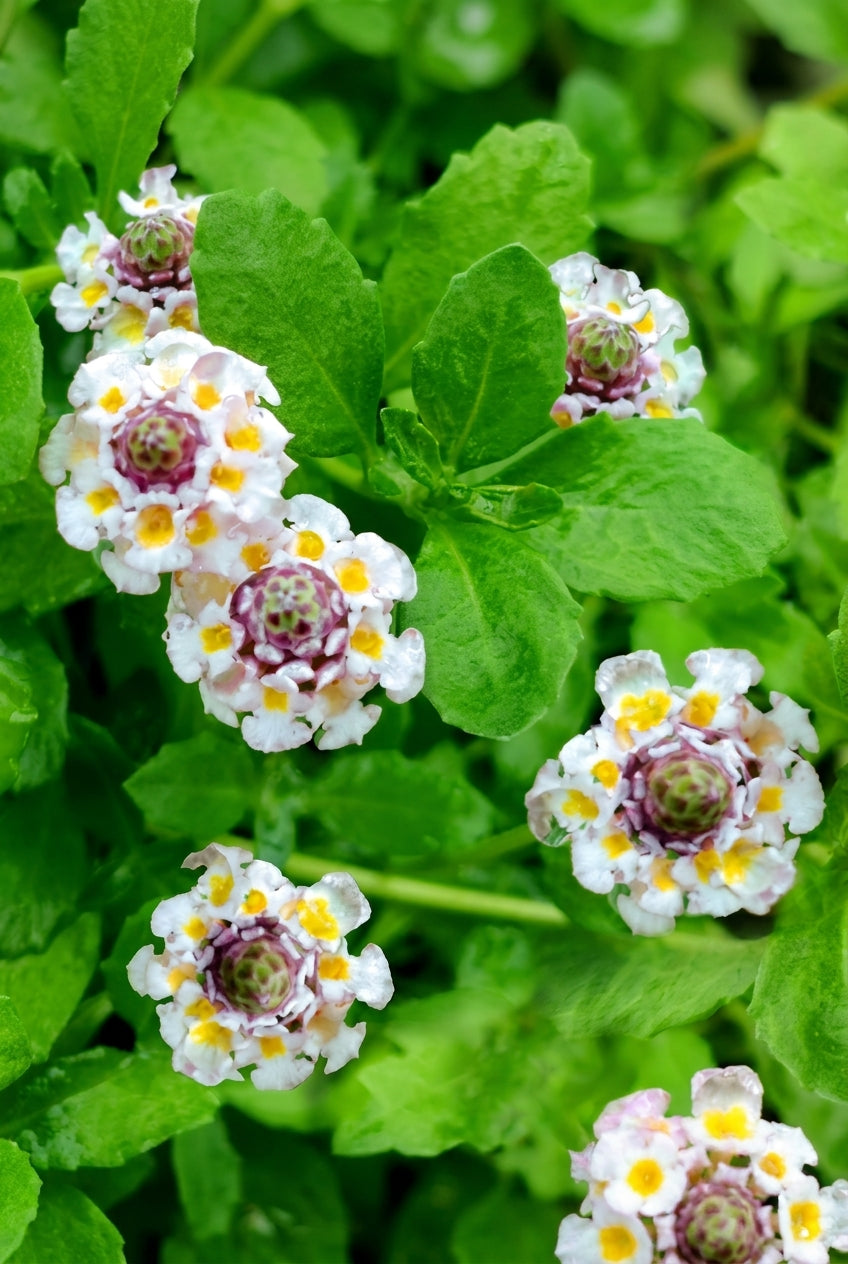 Phyla nodiflora 'Summer Pearls' bloem
