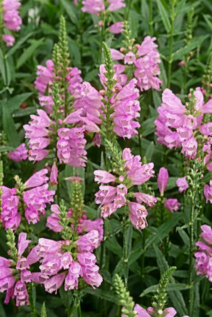 Physostegia virginiana 'Red Beauty' bloem