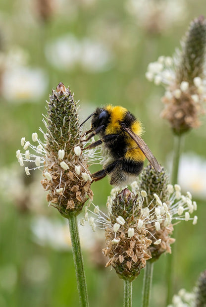 Plantago lanceolata bloem