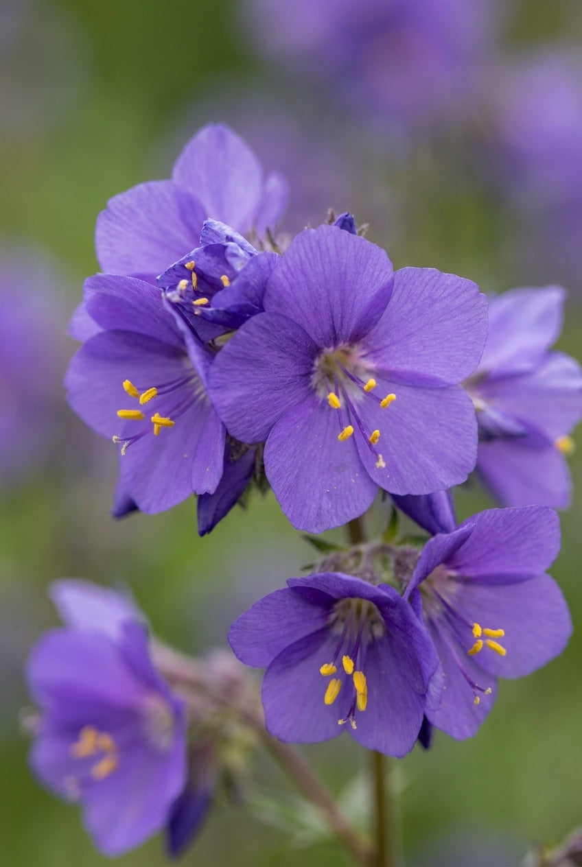Polemonium yezoense 'Purple Rain' bloem