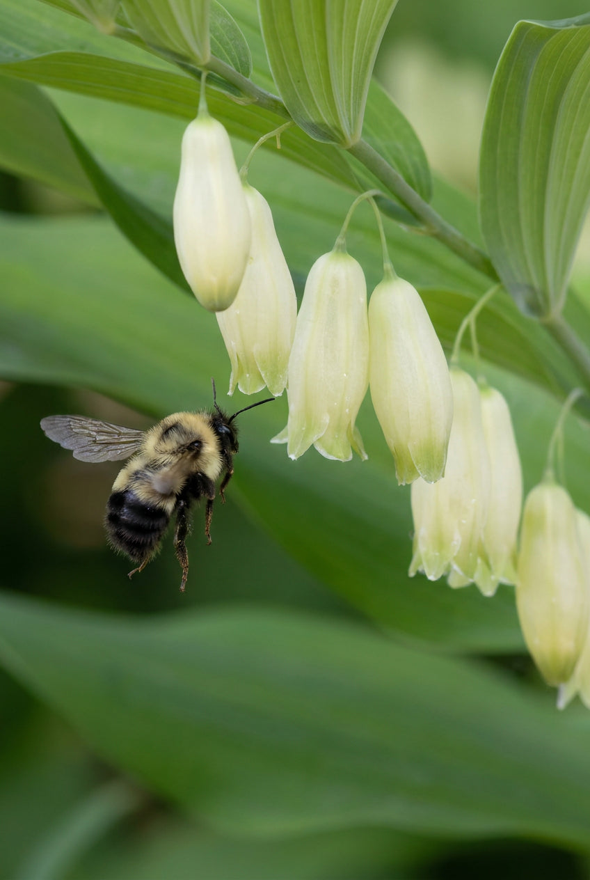 Polygonatum biflorum bloem