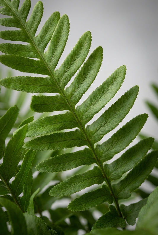 Polypodium vulgare 'Bifido Multifidum' blad