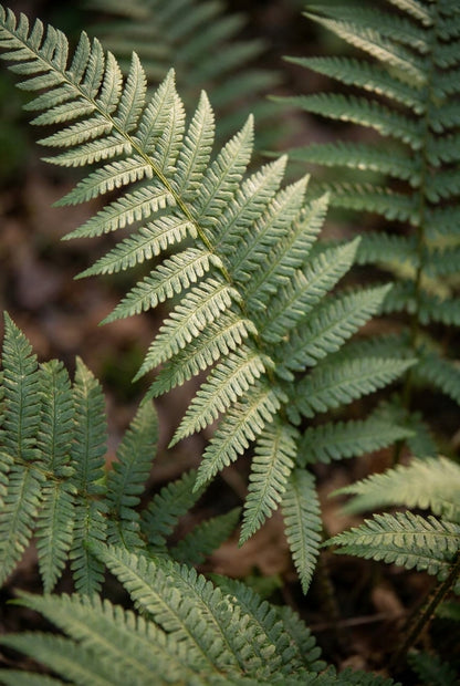 Polystichum makinoi blad