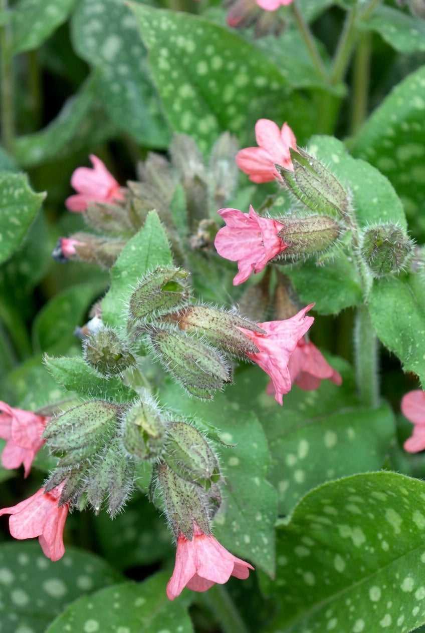 Pulmonaria saccharata 'Pink Dawn' bloem