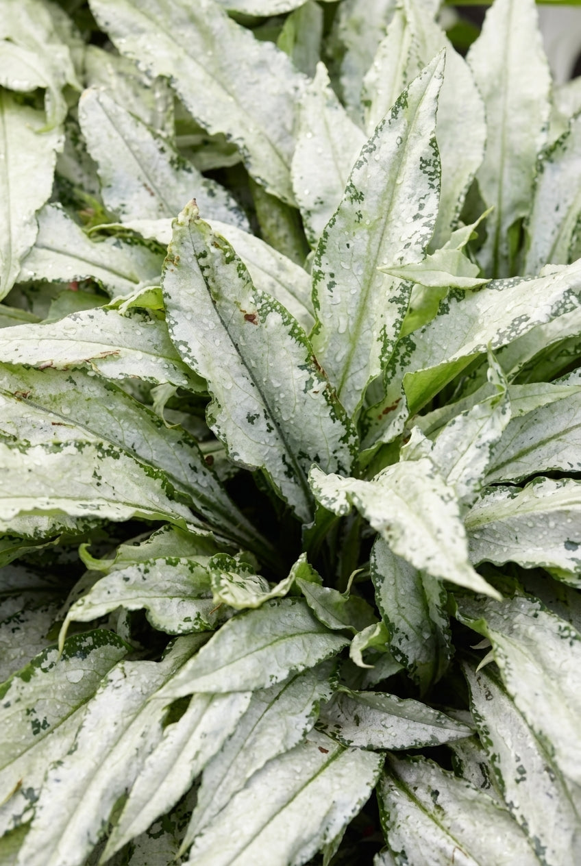 Pulmonaria 'Silver Bouquet' blad