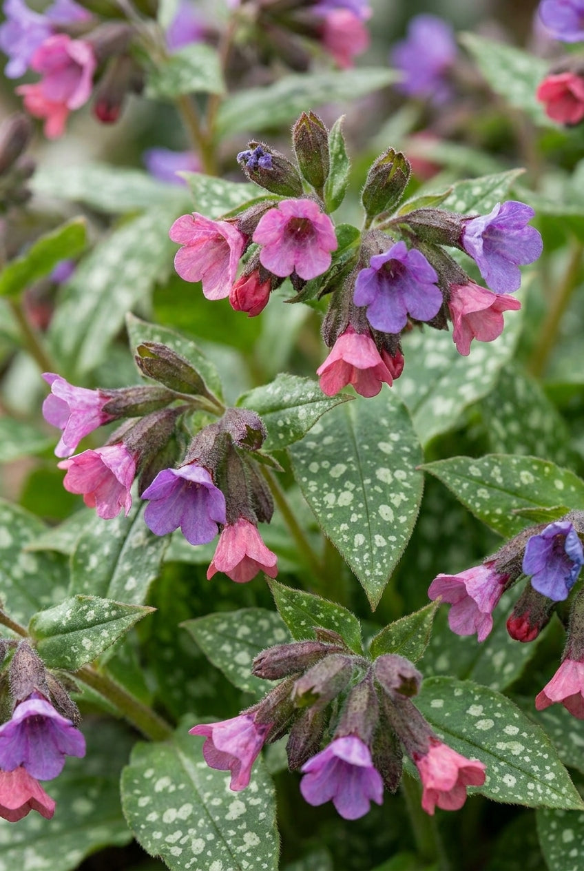 Pulmonaria 'Victorian Brooch' bloem