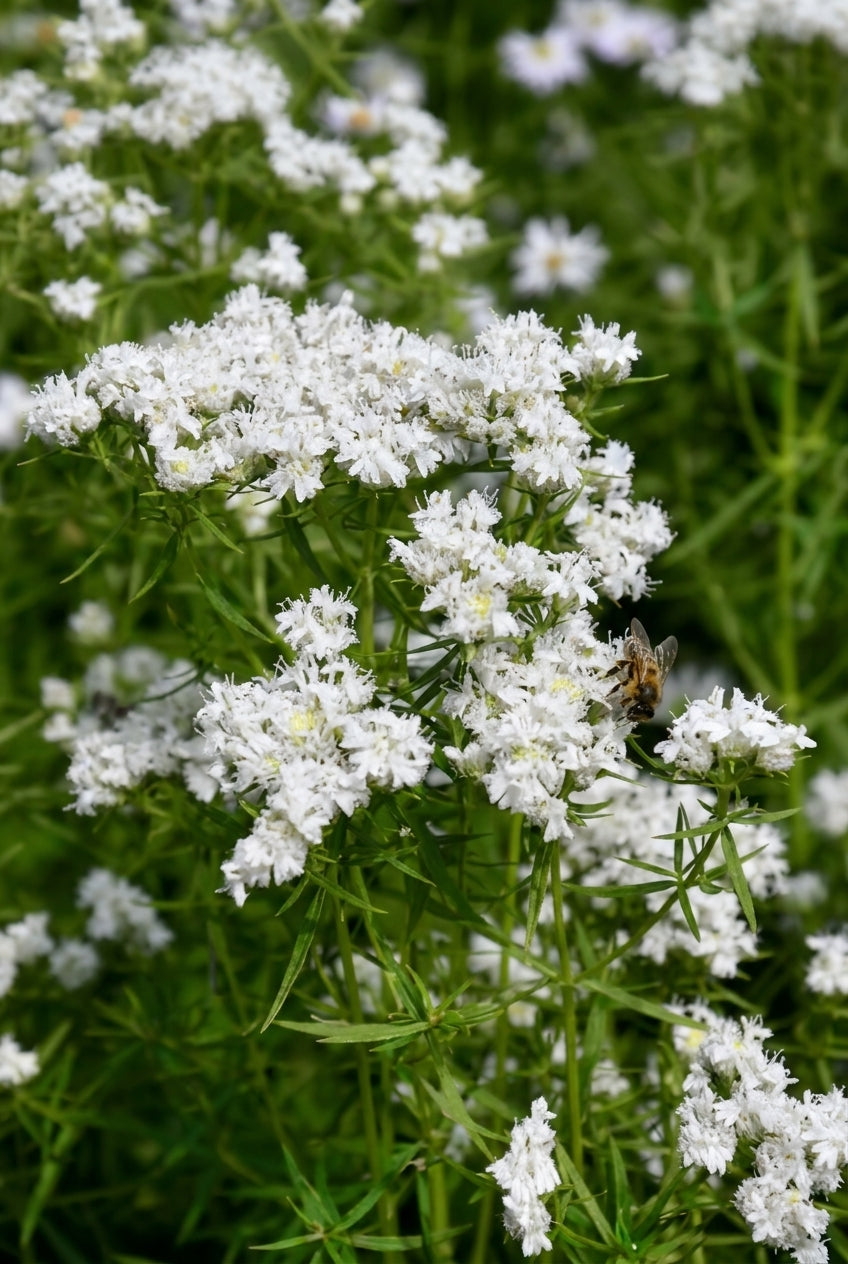 Pycnanthemum virginicum bloem