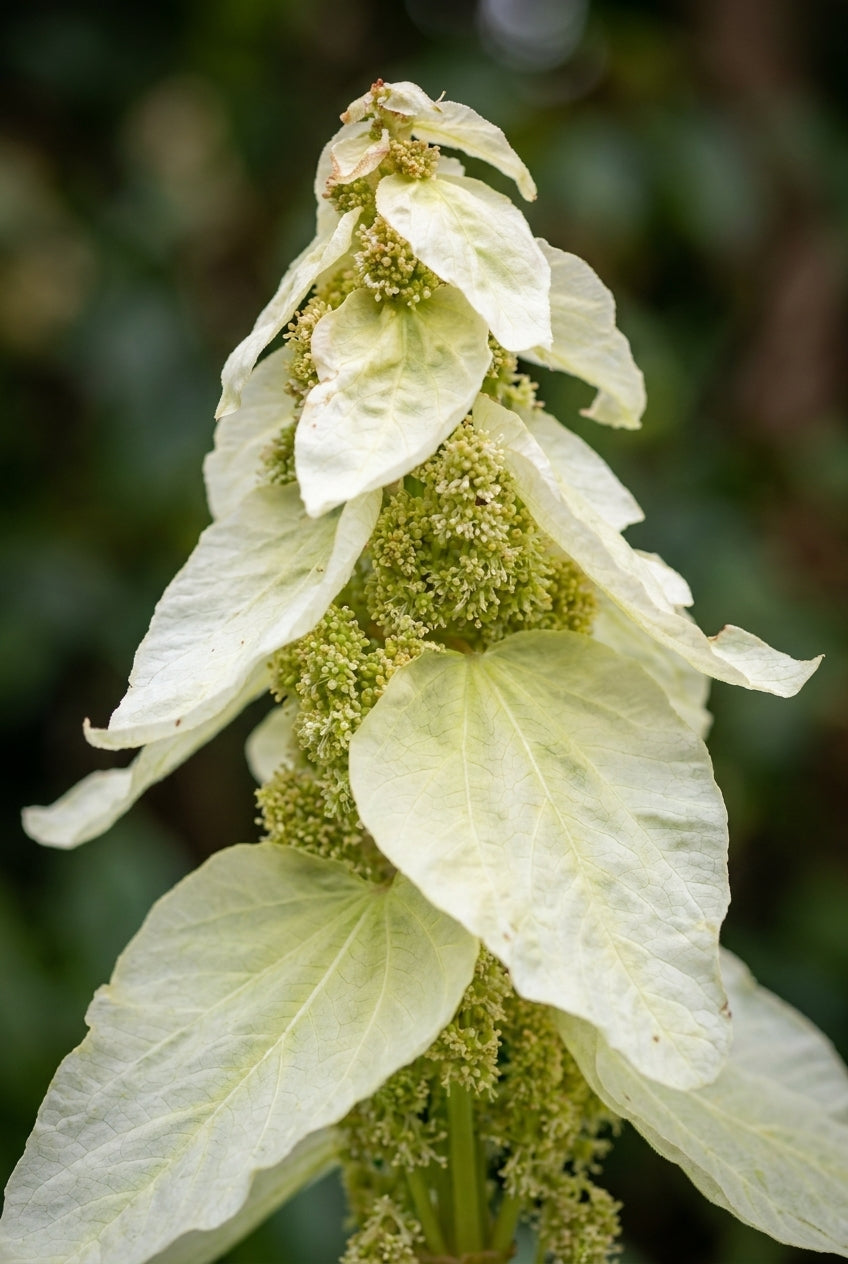 Rheum alexandrae bloem