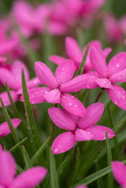 Rhodohypoxis milloides bloem