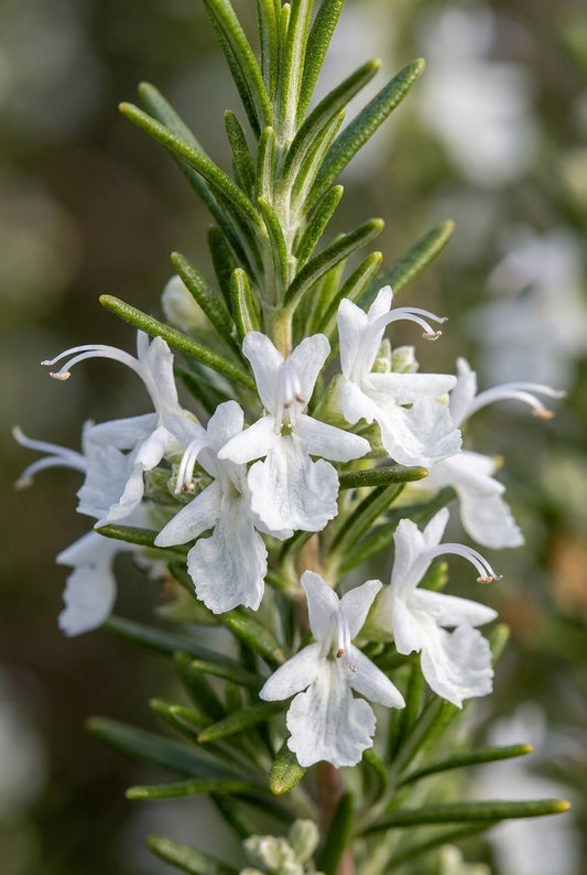 Rosmarinus officinalis 'Albiflorus' bloem